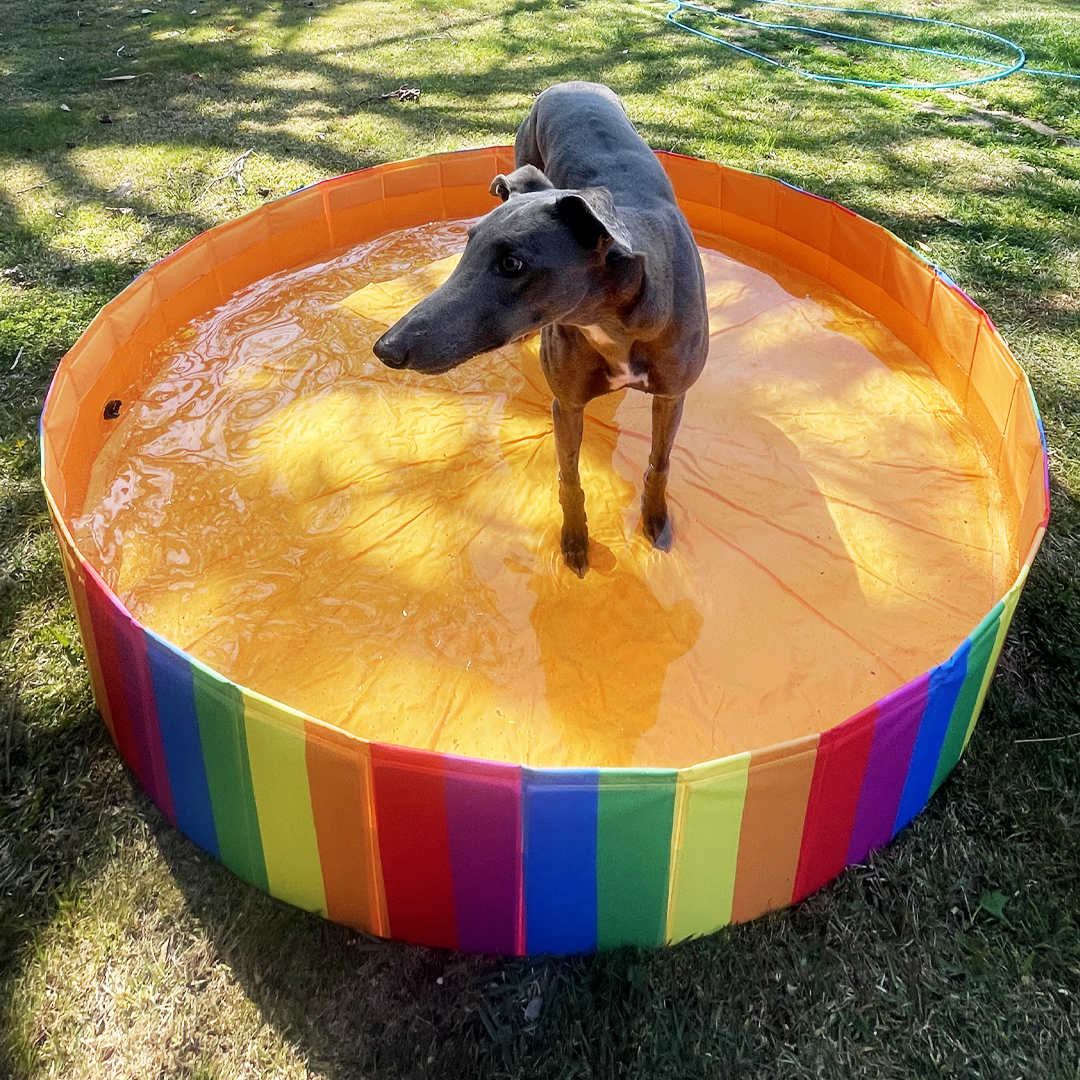 Pride month special rainbow ball dog interactive toy is