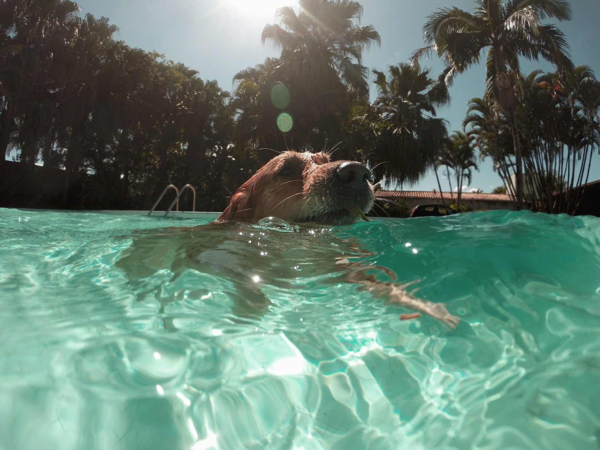 Best ways to keep your dog cool in this heat wave!