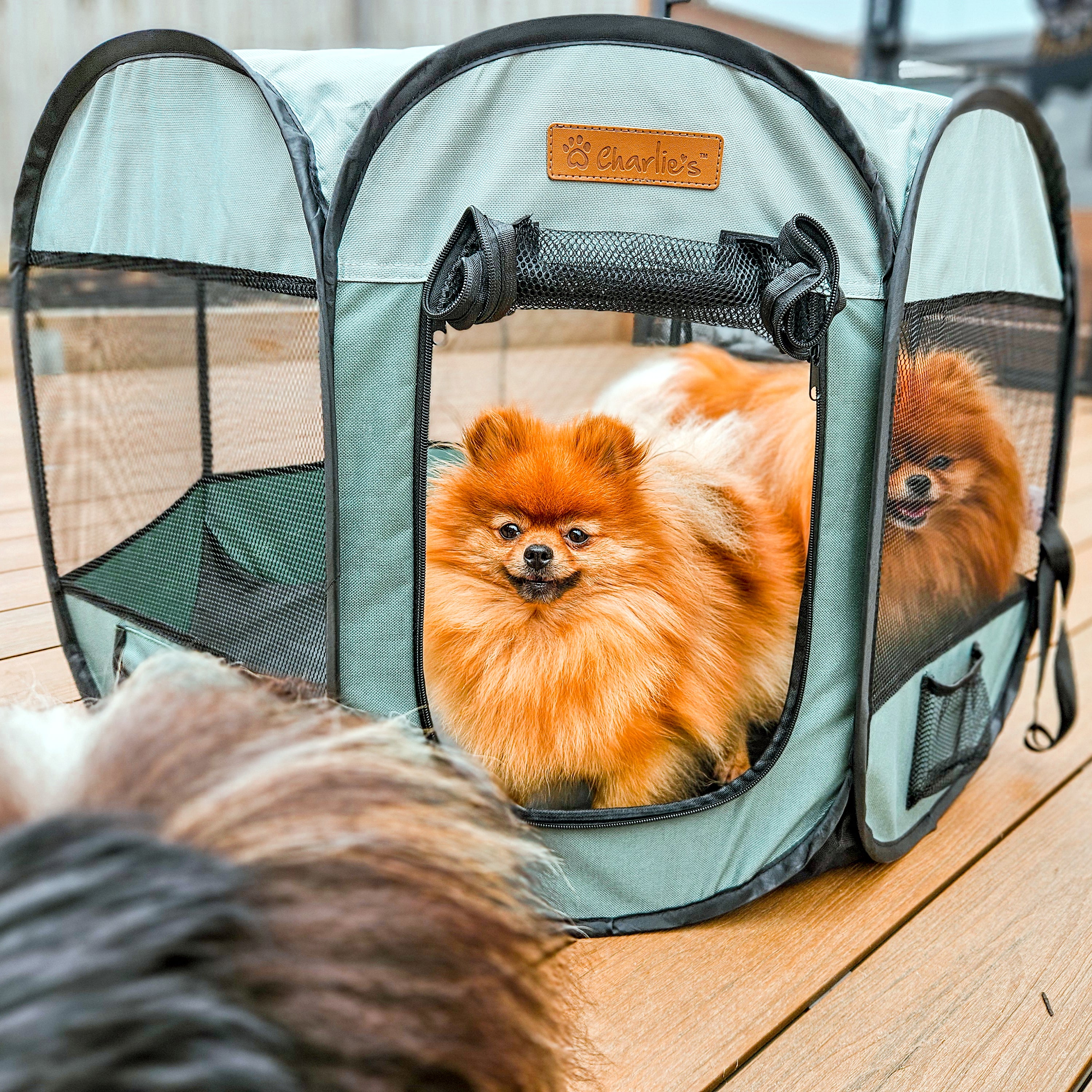 Pomeranian playpen shop