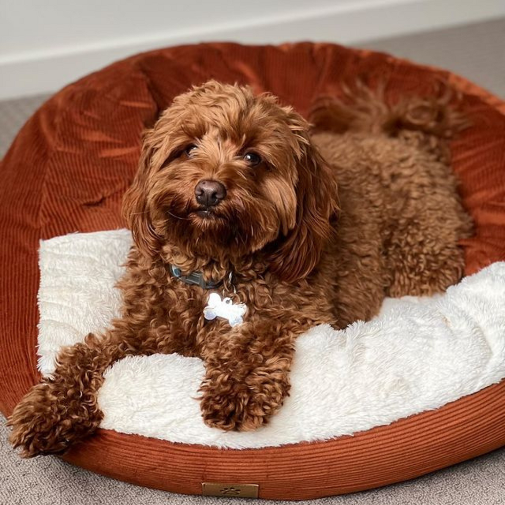 Snookie Hooded Pet Bed in Corduroy Terracotta Charlie s Pet