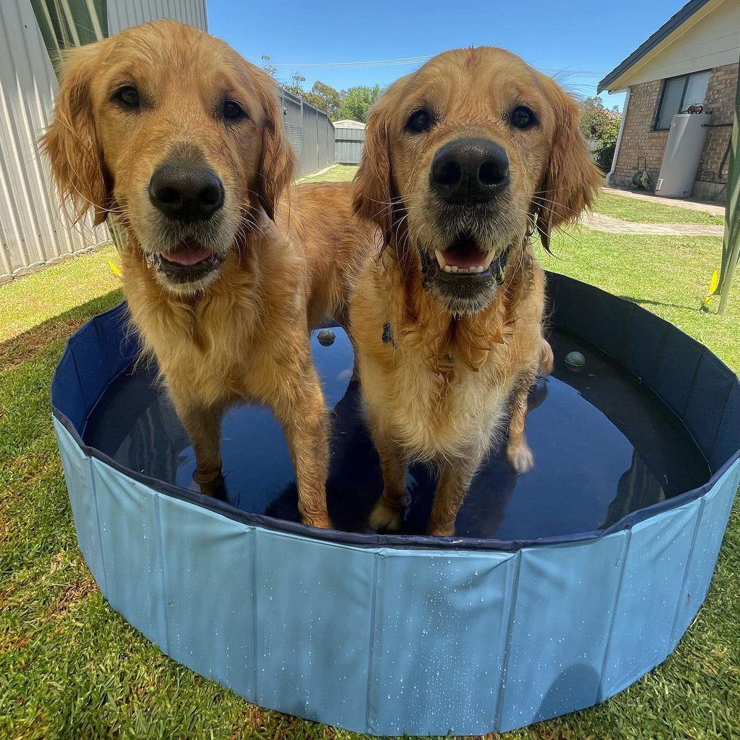 Portable Pet Pool Party Charlie's Pet Products