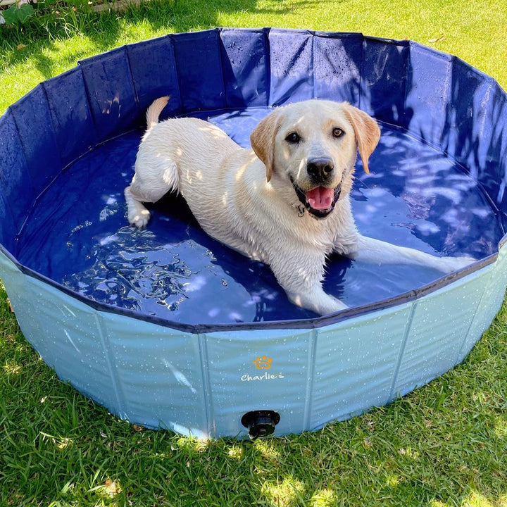 Portable Pet Pool Party Charlie's Pet Products